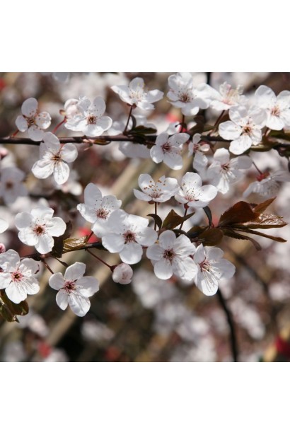 Слива домашня Амерс цвітіння